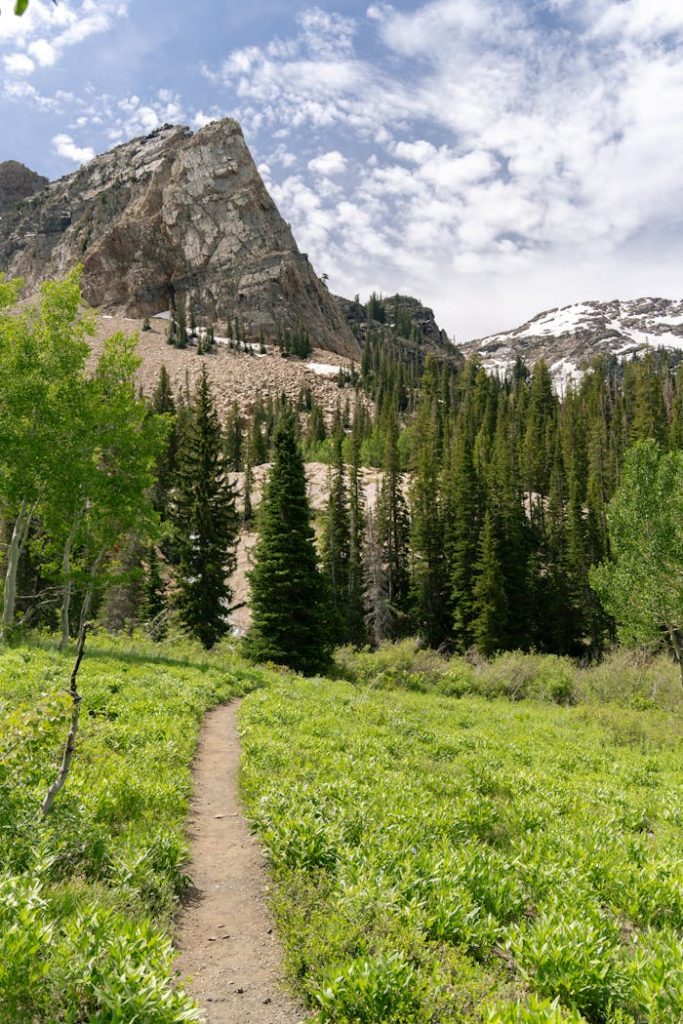 Explore a lush hiking trail in the picturesque Wasatch Mountains, Utah.