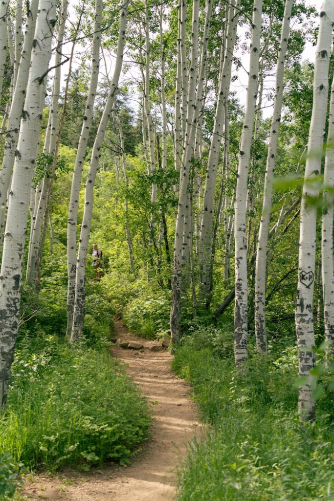Explore a serene hiking trail through lush forests in Utahs Wasatch Mountains during summer.